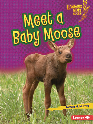 cover image of Meet a Baby Moose
